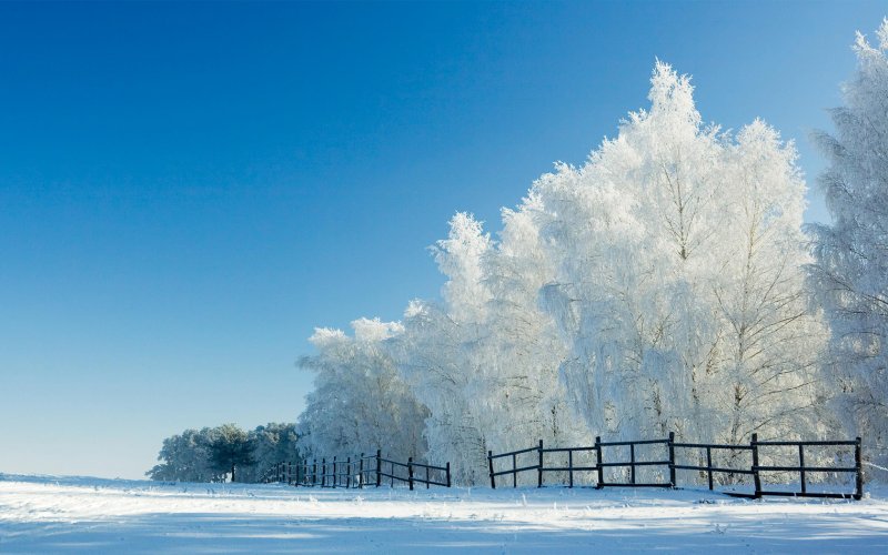 Деревья в морозный день