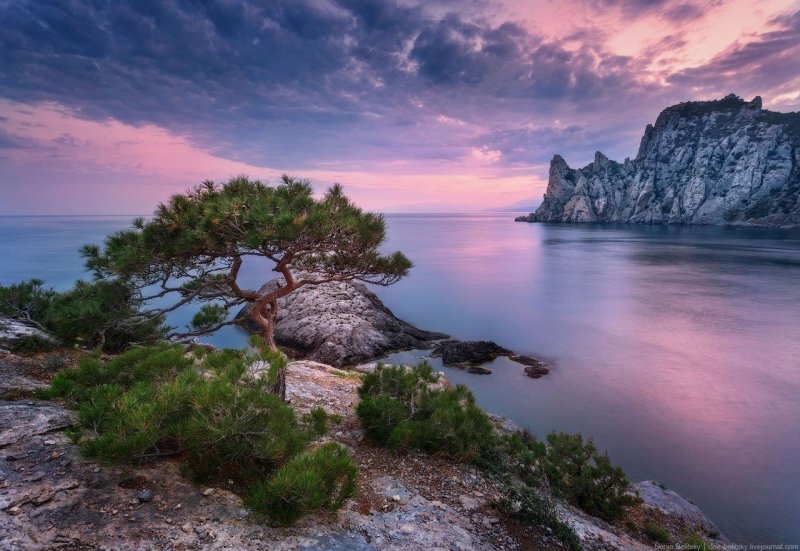 Крым море горы сосна мыс Капчик