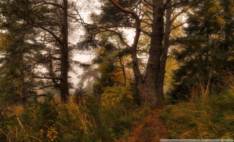 Осенний Дубово еловый лес
