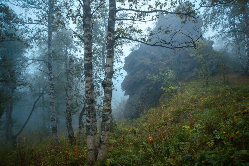 Северный Урал лес