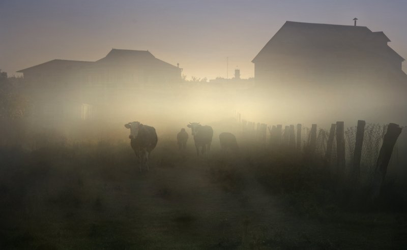 Деревня в тумане