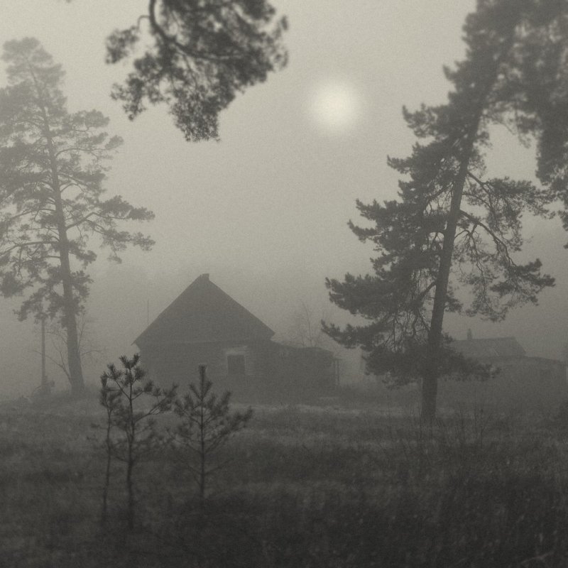 Домик в лесу в тумане