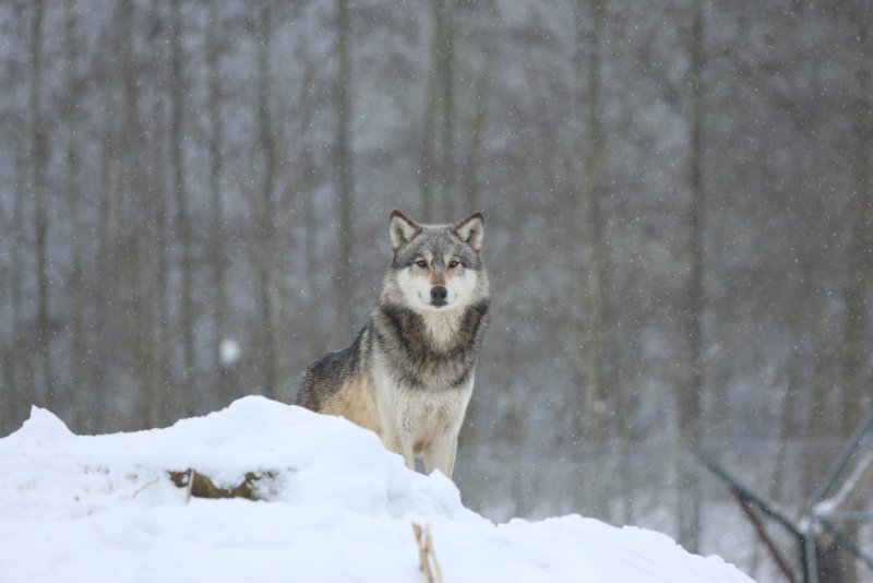 Волк в зимнем лесу