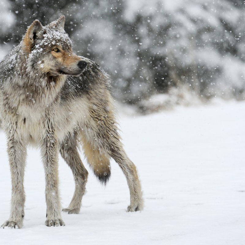 Wintry Wolf (зимний волк)