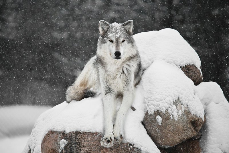 Волчица на снегу