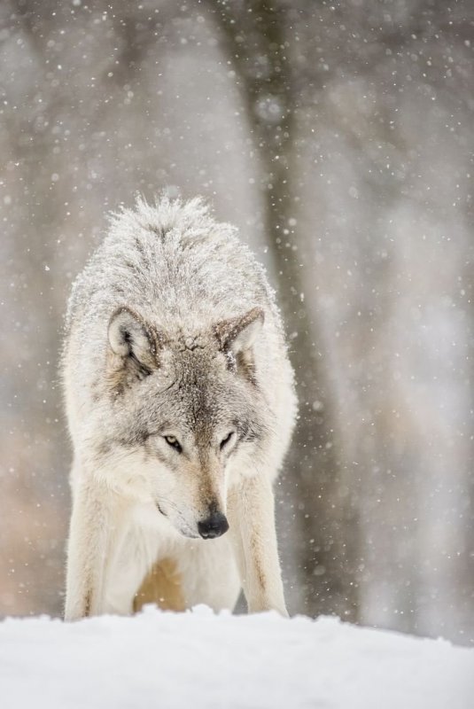 Волк лес снег