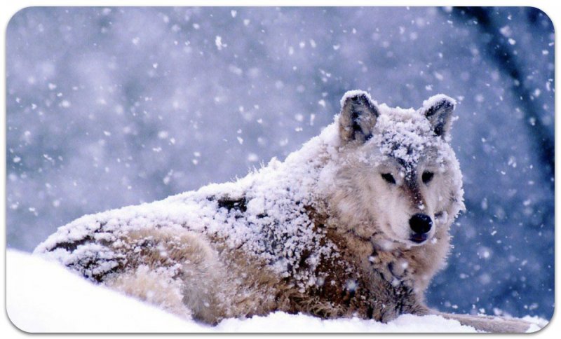 Волчица на снегу