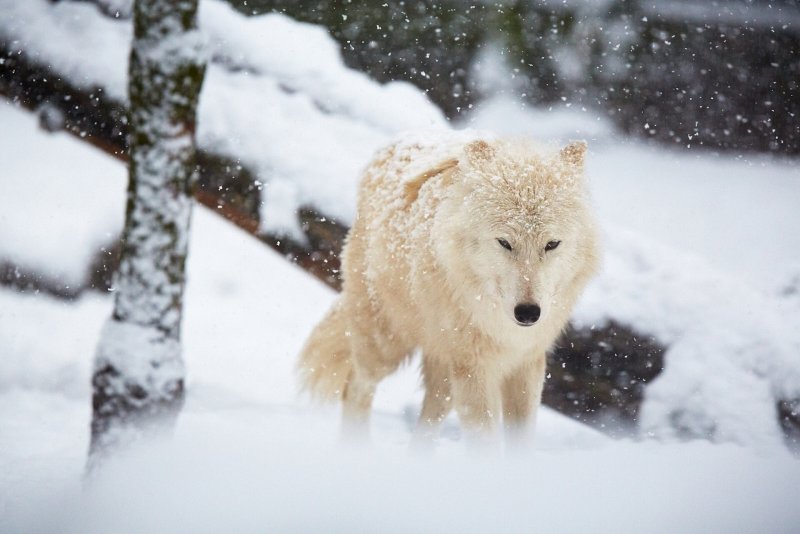 Волк зима