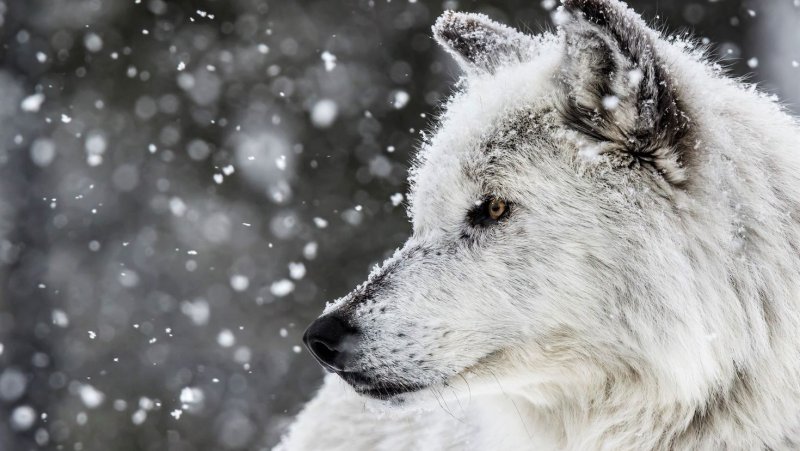 Волк зимует