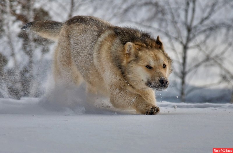 Бегущие волки в снегу