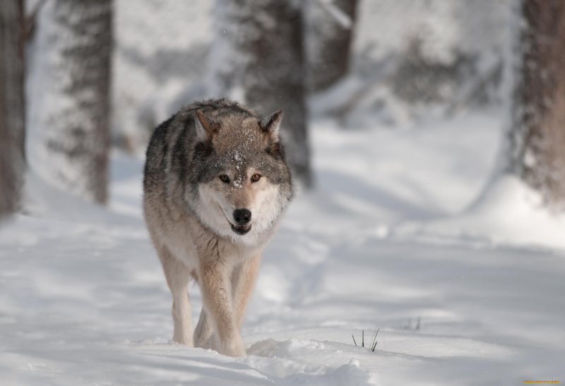 Волки в Свердловской области