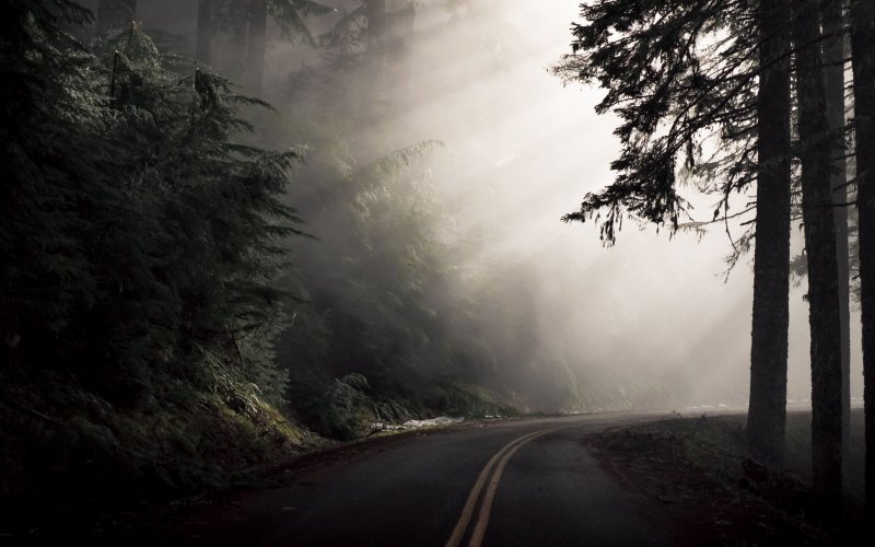 Деревенская дорога туман