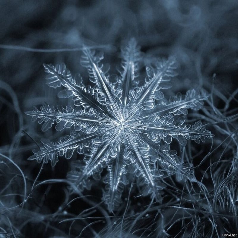 Снежинка под микроскопом настоящая