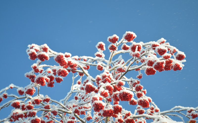 Дерево рябины под снегом