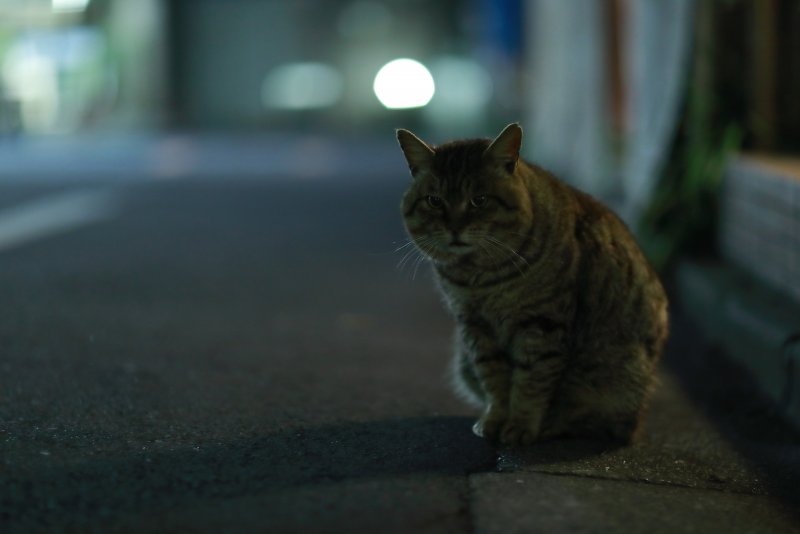 Коты в ночном городе