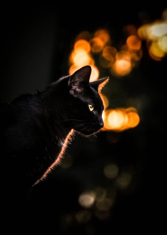 Ночная кошка