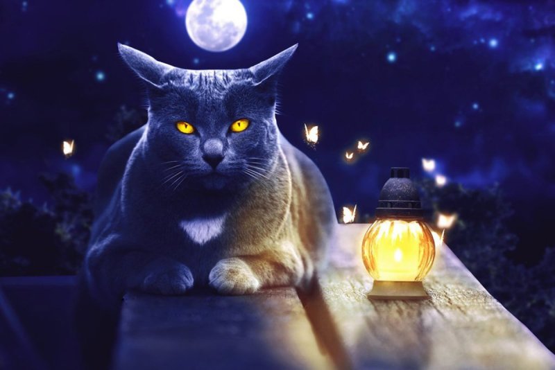 Коты ночью