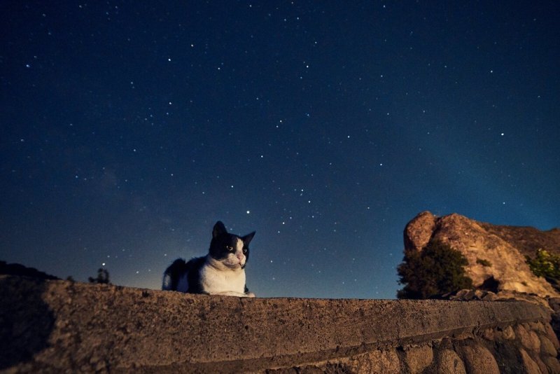 Коты и звездное небо