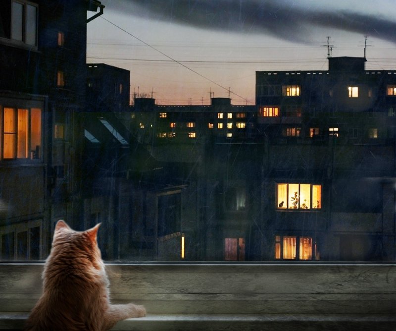 Кошка в ночном городе
