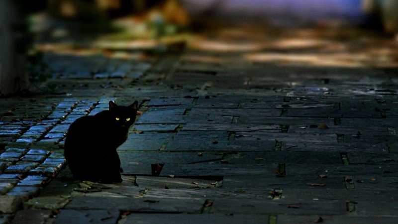 Черный кот ночью