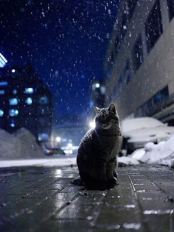 Котенок ночью
