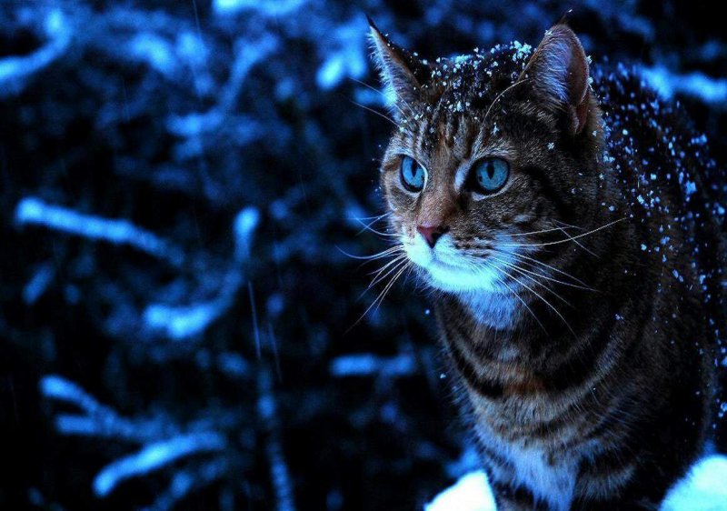 Кот в ночном зимнем лесу