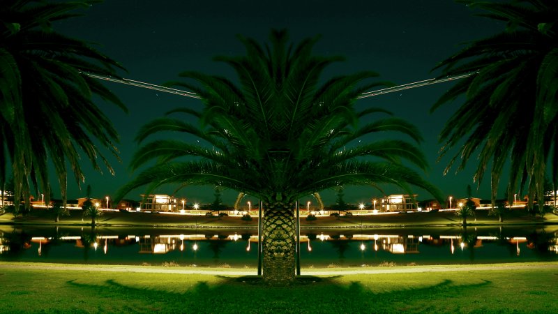 Пальмы ночью
