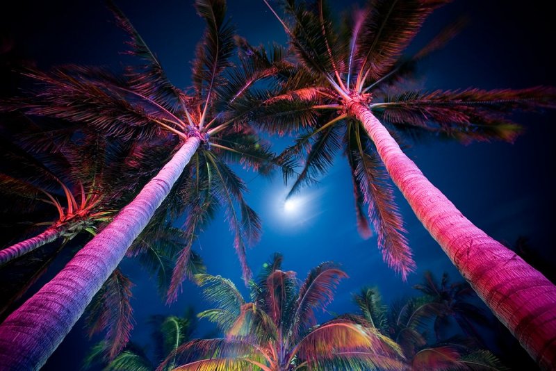 Пальмы вечер