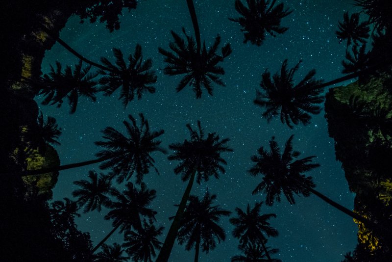 Ночь звезды пальмы