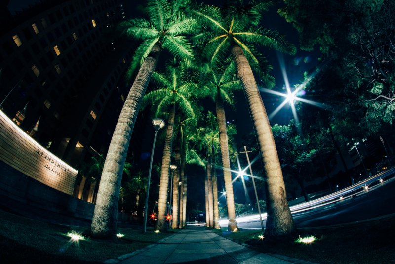 Ночь пальмы город