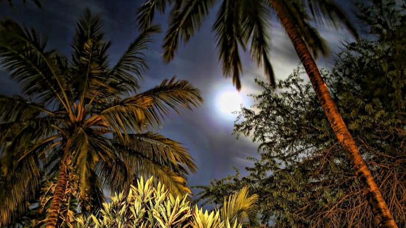 Долина Кокора пальмы