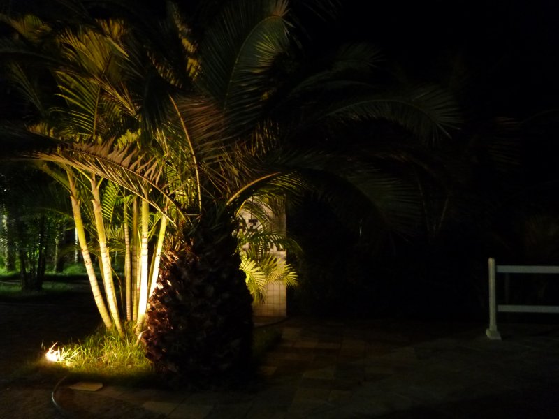 Пальмы ночью