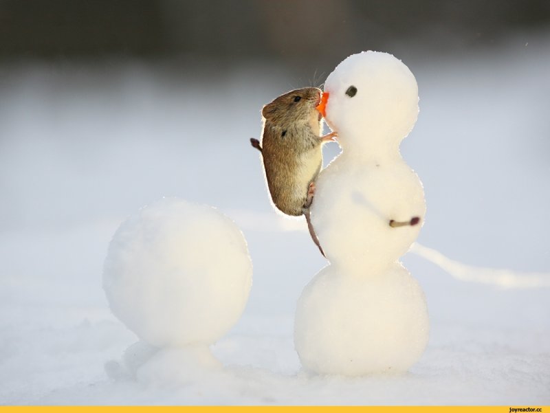 Снеговик и животные