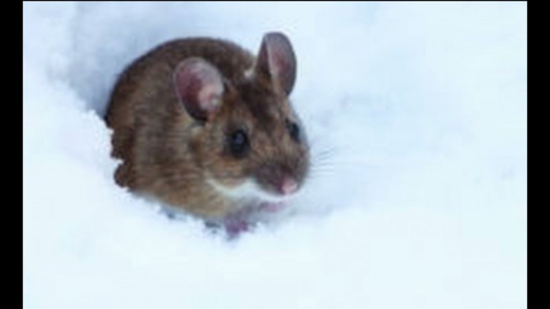 Мышкам зимой нужен дом