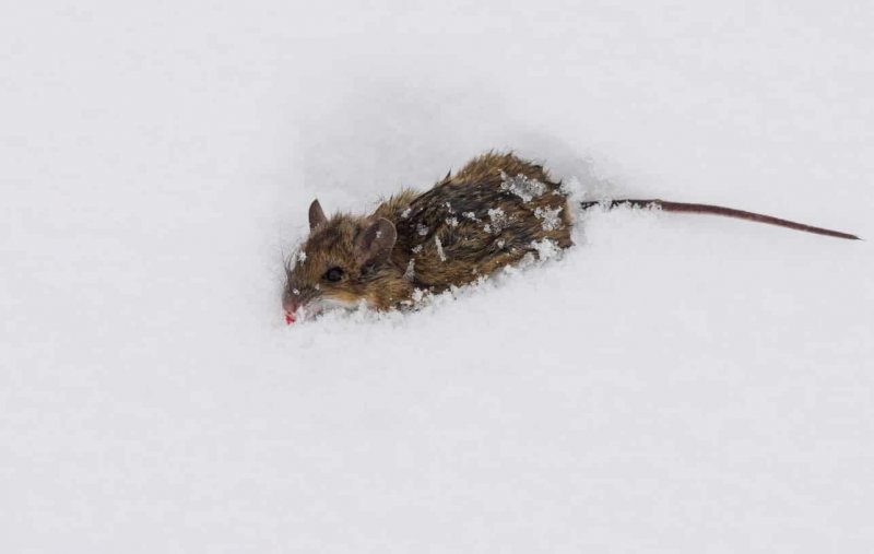 Крыса в снегу