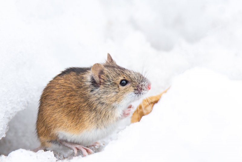 Картинка мышки на снегу для детей