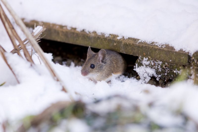 Лесная мышь зимой