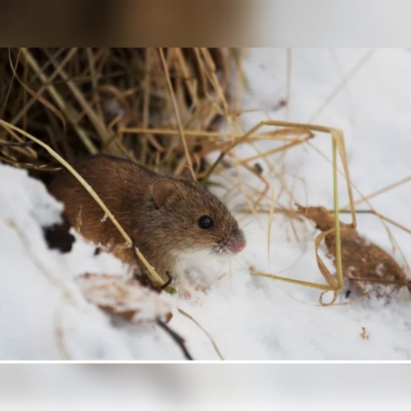 Зимняя мышь полевка