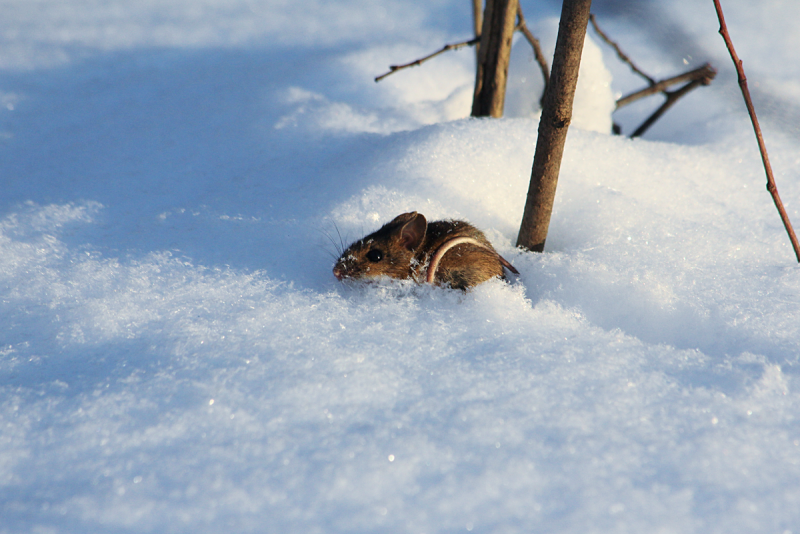 Следы крысы на снегу зимой