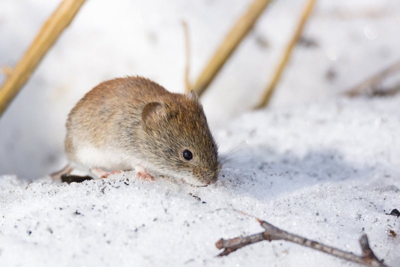 Мышь полевка зимой