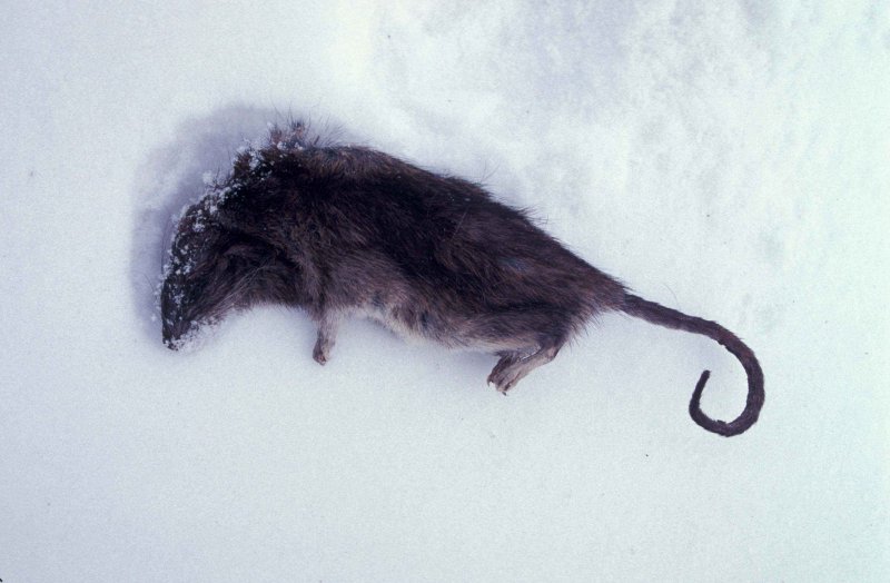 Норвежская крыса