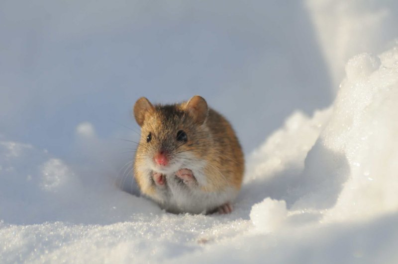 Крыса в снегу