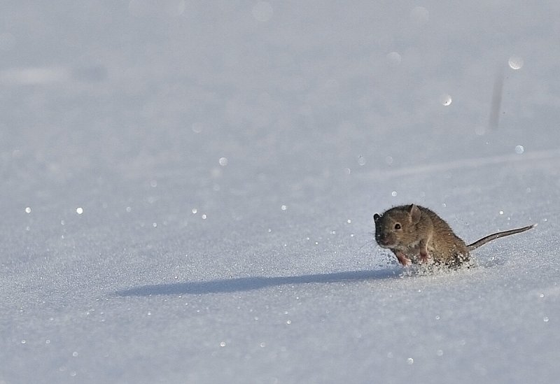 Полевая мышь зимой