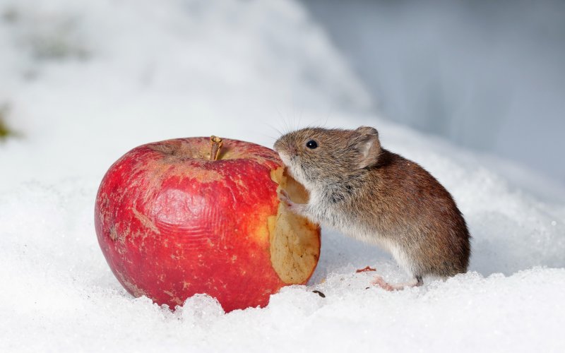 Мышь в снегу