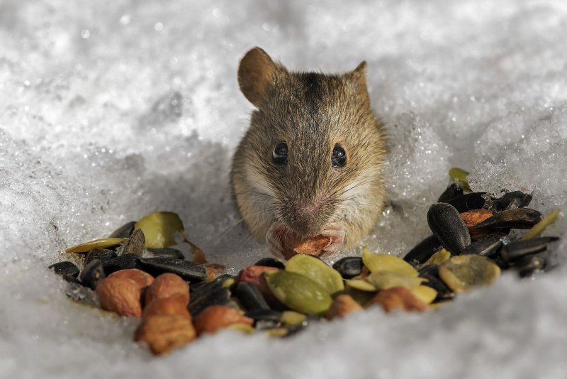 Что едят мыши полевки