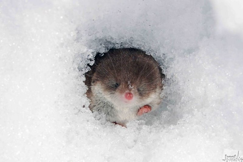 Мышь в сугробе