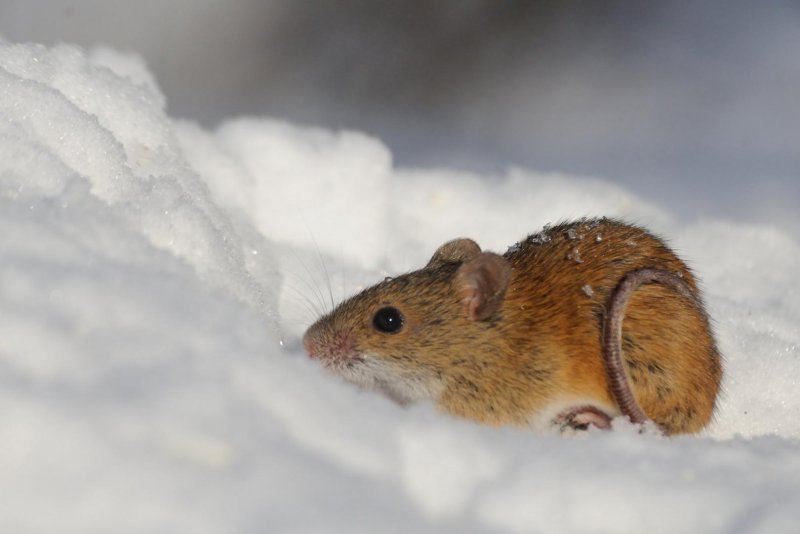 Бежит мышка на снегу шишка
