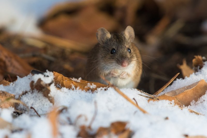 Полевка мышь полевка зимой