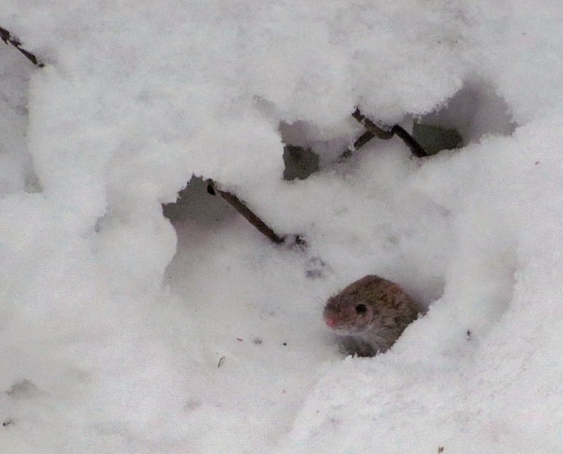 Нора мышки полёвки зимой