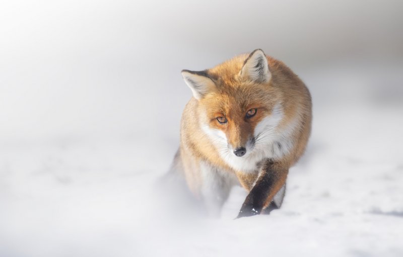 Мордочка лисы в тумане